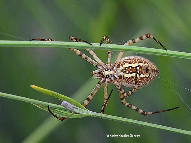 keatleygarvey's tweet photo. Know your spiders! Get acquainted with them on #ucipm's newly revised Pest Notes.  Spiders are not out to bite you! And they're interesting to photograph; check out these images from a Vacaville, Calif. pollinator garden. #BugSquad https://t.co/OoDgUrdpcD https://t.co/IbtWqBUmuT