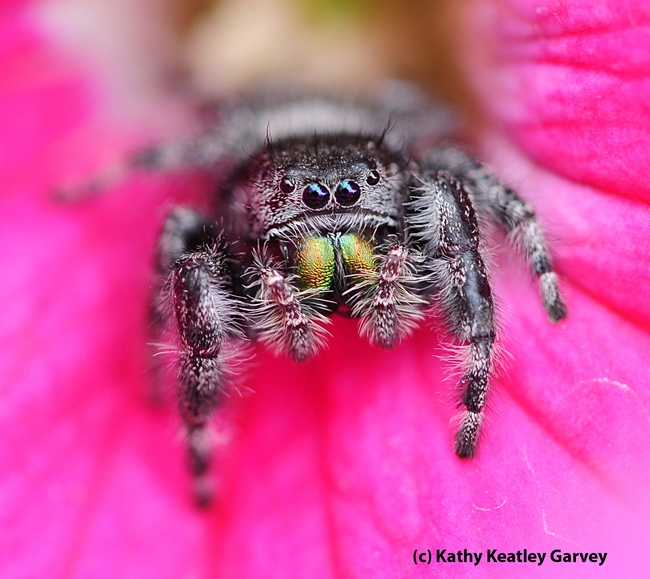 keatleygarvey's tweet photo. Know your spiders! Get acquainted with them on #ucipm's newly revised Pest Notes.  Spiders are not out to bite you! And they're interesting to photograph; check out these images from a Vacaville, Calif. pollinator garden. #BugSquad https://t.co/OoDgUrdpcD https://t.co/IbtWqBUmuT