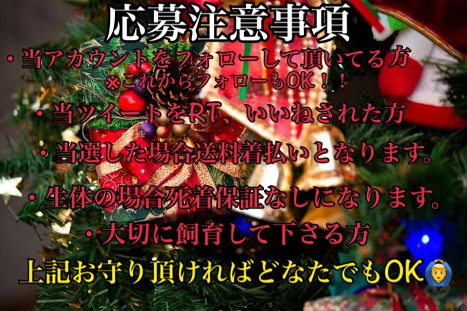 INSECT_JOKER's tweet photo. 寒くなると活気が欠けてしまうこの業界…。
世間は大変ですが、少しでも盛り上げていきたいのでINSECT JOKER店長より皆様にクリスマスプレゼントです。
少しでも楽しんで頂けたら…

応募は当ツイートにリプで番号を教えて下さい。
当アカウントからのいいねで応募完了です‼︎

それでは始めます‼️ https://t.co/O1m0EaUyou