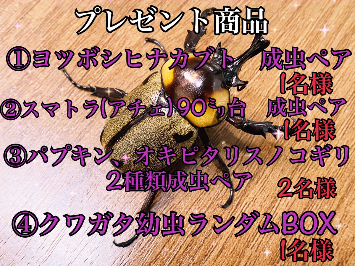 INSECT_JOKER's tweet photo. 寒くなると活気が欠けてしまうこの業界…。
世間は大変ですが、少しでも盛り上げていきたいのでINSECT JOKER店長より皆様にクリスマスプレゼントです。
少しでも楽しんで頂けたら…

応募は当ツイートにリプで番号を教えて下さい。
当アカウントからのいいねで応募完了です‼︎

それでは始めます‼️ https://t.co/O1m0EaUyou
