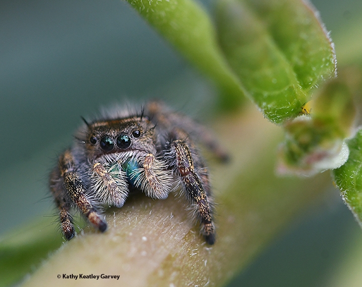 UCDavisEntomolo's tweet photo. Know your spiders! Get acquainted with them on #ucipm's newly revised Pest Notes.  Spiders are not out to bite you! And they're interesting to photograph; check out these images from a Vacaville, Calif. pollinator garden. #BugSquad https://t.co/Ex4ZCko3LT https://t.co/Tl25WTWnHI