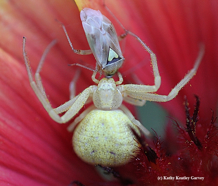 UCDavisEntomolo's tweet photo. Know your spiders! Get acquainted with them on #ucipm's newly revised Pest Notes.  Spiders are not out to bite you! And they're interesting to photograph; check out these images from a Vacaville, Calif. pollinator garden. #BugSquad https://t.co/Ex4ZCko3LT https://t.co/Tl25WTWnHI