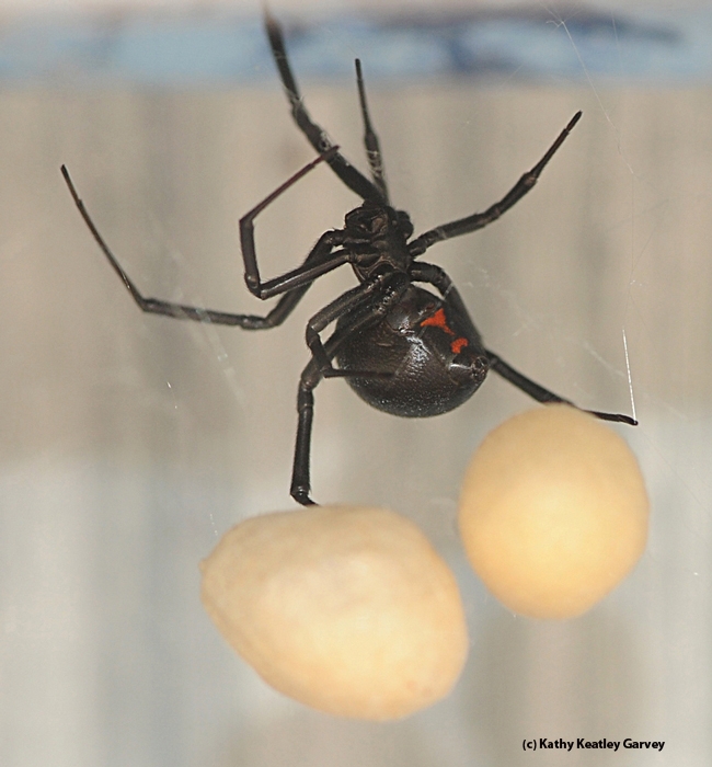 UCDavisEntomolo's tweet photo. Know your spiders! Get acquainted with them on #ucipm's newly revised Pest Notes.  Spiders are not out to bite you! And they're interesting to photograph; check out these images from a Vacaville, Calif. pollinator garden. #BugSquad https://t.co/Ex4ZCko3LT https://t.co/Tl25WTWnHI