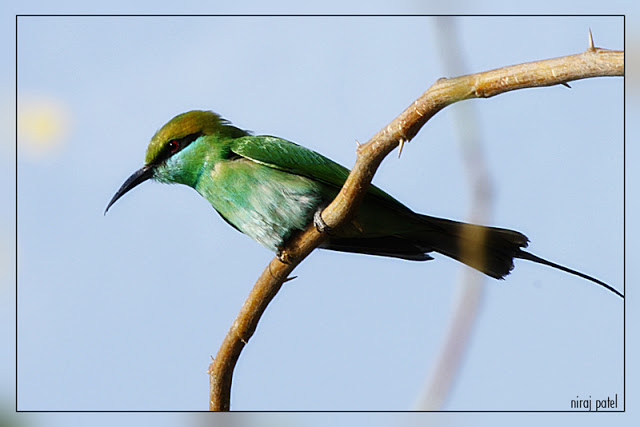 np_photographer's tweet photo. Thol lake birds https://t.co/RKtdwkhHcr Bee eater #birdsofthol  #greenbeeeater #beeeater #birdsofgujarat #birds #birding #birdwatching #birdphotography #beehunterbird https://t.co/S2h2TsT0Kh