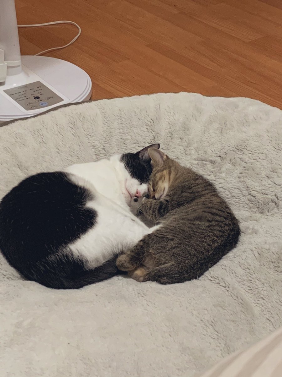mi_cancan's tweet photo. 親子？ってくらい仲が良いのだが、可愛すぎて飽きない😍
#野良猫&amp;里親猫
#出会って3ヶ月 https://t.co/G1SgsHoxRN