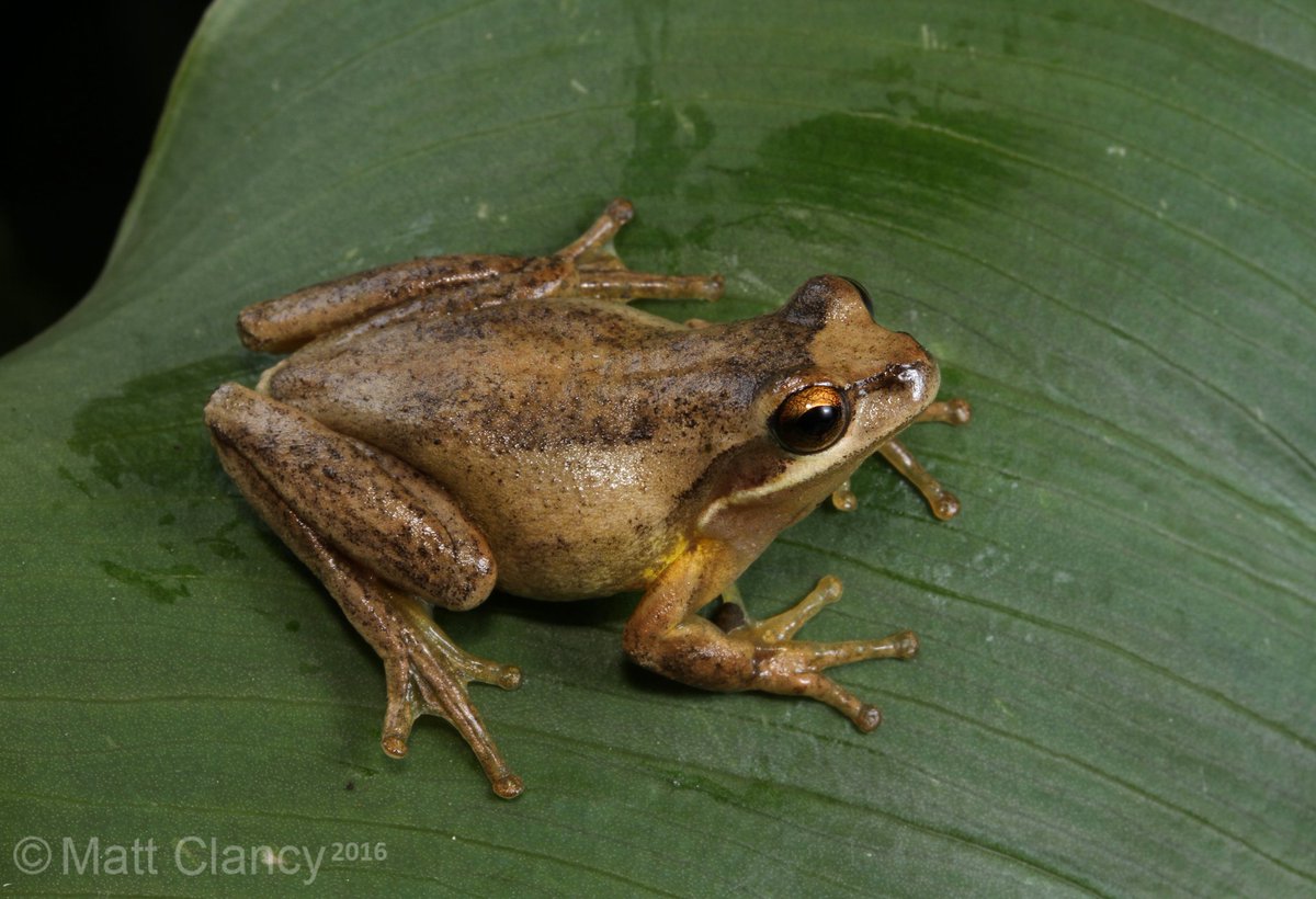 FrogsCalling's tweet photo. Recognise this beauty? The Southern Brown Tree Frog, Litoria ewingii is widespread and common through most of Victoria and was our Featured Frog species in the Summer issue of Croak! Check it out at https://t.co/PIyOAkRiBt
📷 @MattClancy94
#frogfriday #frogscalling https://t.co/Yz9SaI2a36