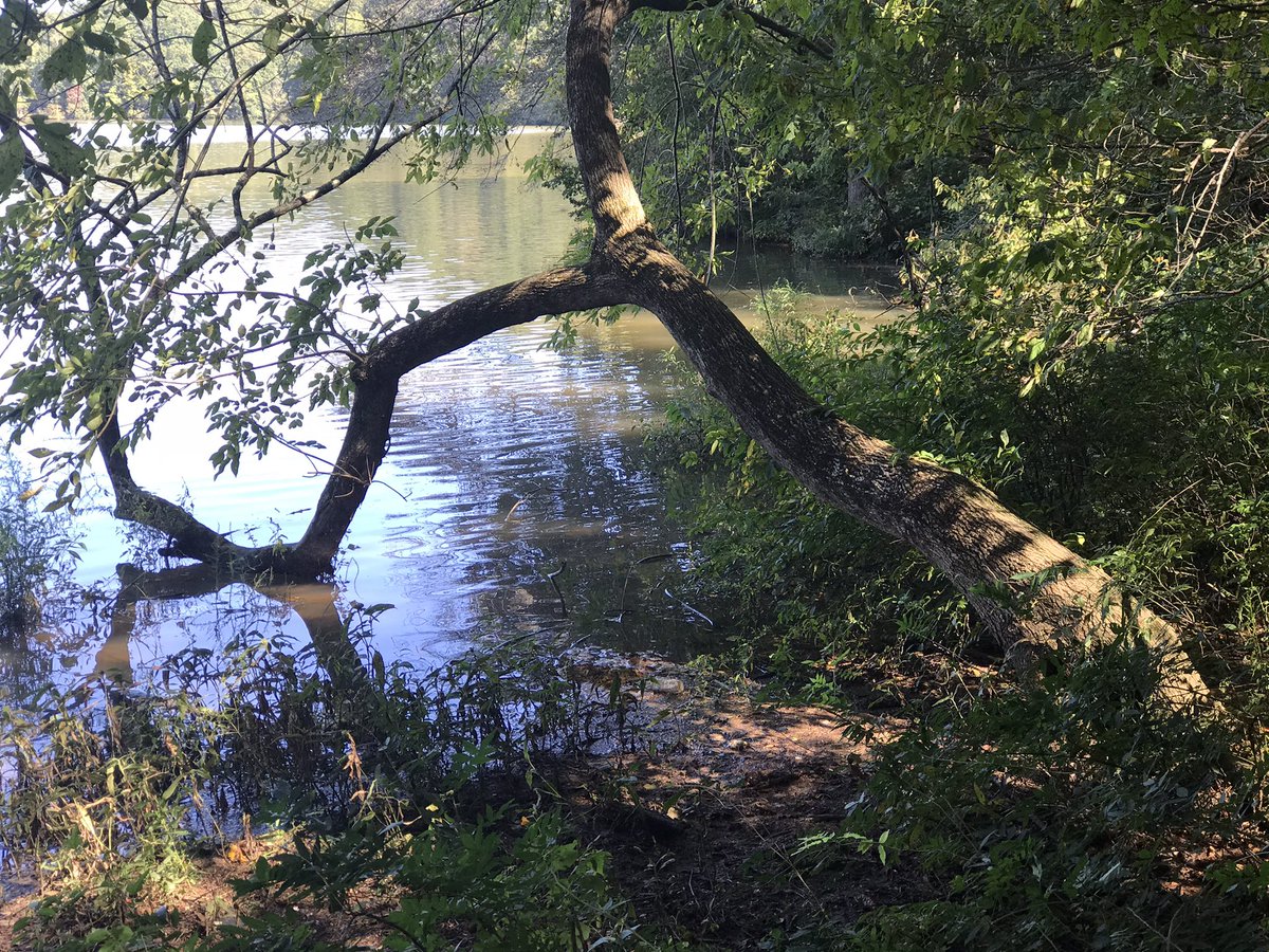 coleenlou1's tweet image. “At times, even the strongest may feel tired and weary. When your branches seem too heavy to carry, lay them down, take a deep breath, and rest for a while.” #IfTreesCouldTalk #LessonsFromNature #WhatNatureWouldSay