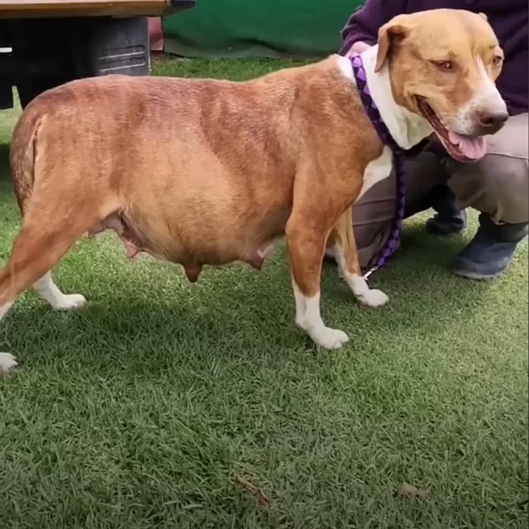 Furanic_Col's tweet photo. Ella es Waïa nuestra rescatada de hoy

 Necesitamos ayuda

https://t.co/6Jw8an35VC https://t.co/3SJsHwRWFU