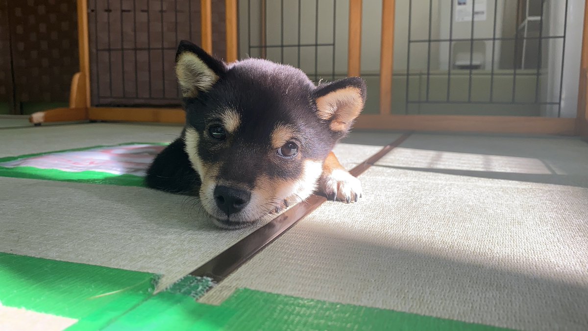 小豆柴の郷 秋葉原 可愛いミュウちゃん 今ならフロアで会えますよ 小豆柴の郷は 豆柴カフェ ではありません 豆柴より小さい世界最小の柴犬小豆柴とも触れ合え 買える犬も居る 小豆柴カフェ です 小豆柴の郷秋葉原店 富士野荘