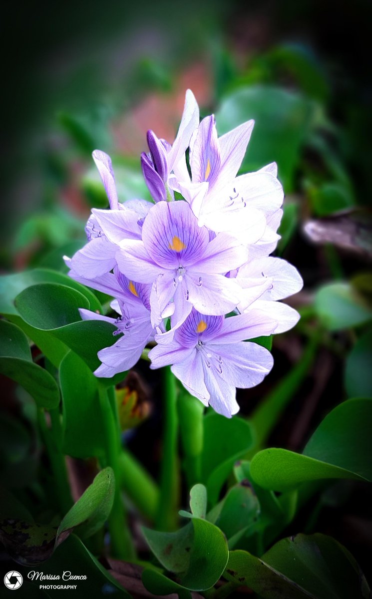 MarissaCuencaP1's tweet photo. Purple
#purple #violet #redplusblue #lilac https://t.co/R5WpSyQpDX