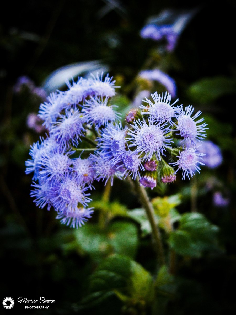 MarissaCuencaP1's tweet photo. Purple
#purple #violet #redplusblue #lilac https://t.co/R5WpSyQpDX