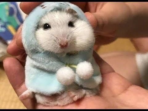 a thread of hamster pics to try and calm down one of my friends (oomfs and non oomfs if u see this dm me with your comforts and ill post them too!) if this somehow ends up on the timeline more than once and starts to drown out the more important threads please mute me for a bit