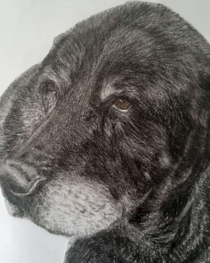 pencil_by's tweet photo. Finished a memorial portrait. Color pencil. #blacklab #labrador #labradorretriever #dogsofinstagram #labsofinstagram #blacklabrador #dog #blacklabsofinstagram #labs #dogs #lab #puppy #blacklabsquad #labradors #labradorsofinstagram #talesofalab #dogstagram #of #labradorable https://t.co/r08Xe3GIw5