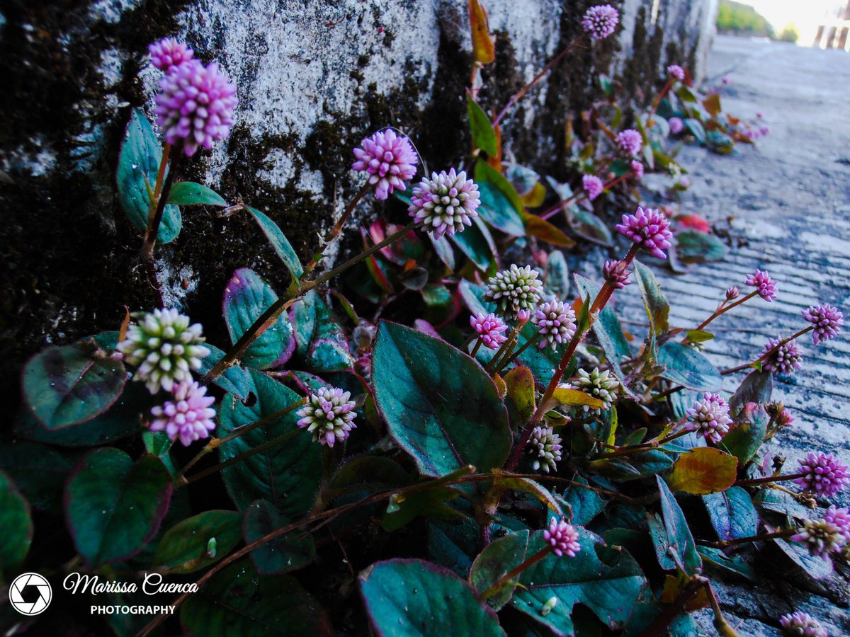 MarissaCuencaP1's tweet photo. Purple
#purple #violet #redplusblue #lilac https://t.co/sOG1Hvdirp