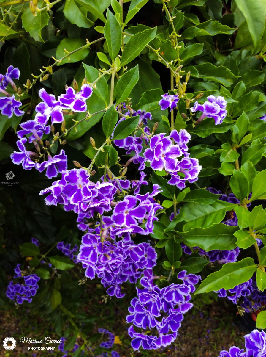 MarissaCuencaP1's tweet photo. Purple
#purple #violet #redplusblue #lilac https://t.co/sOG1Hvdirp