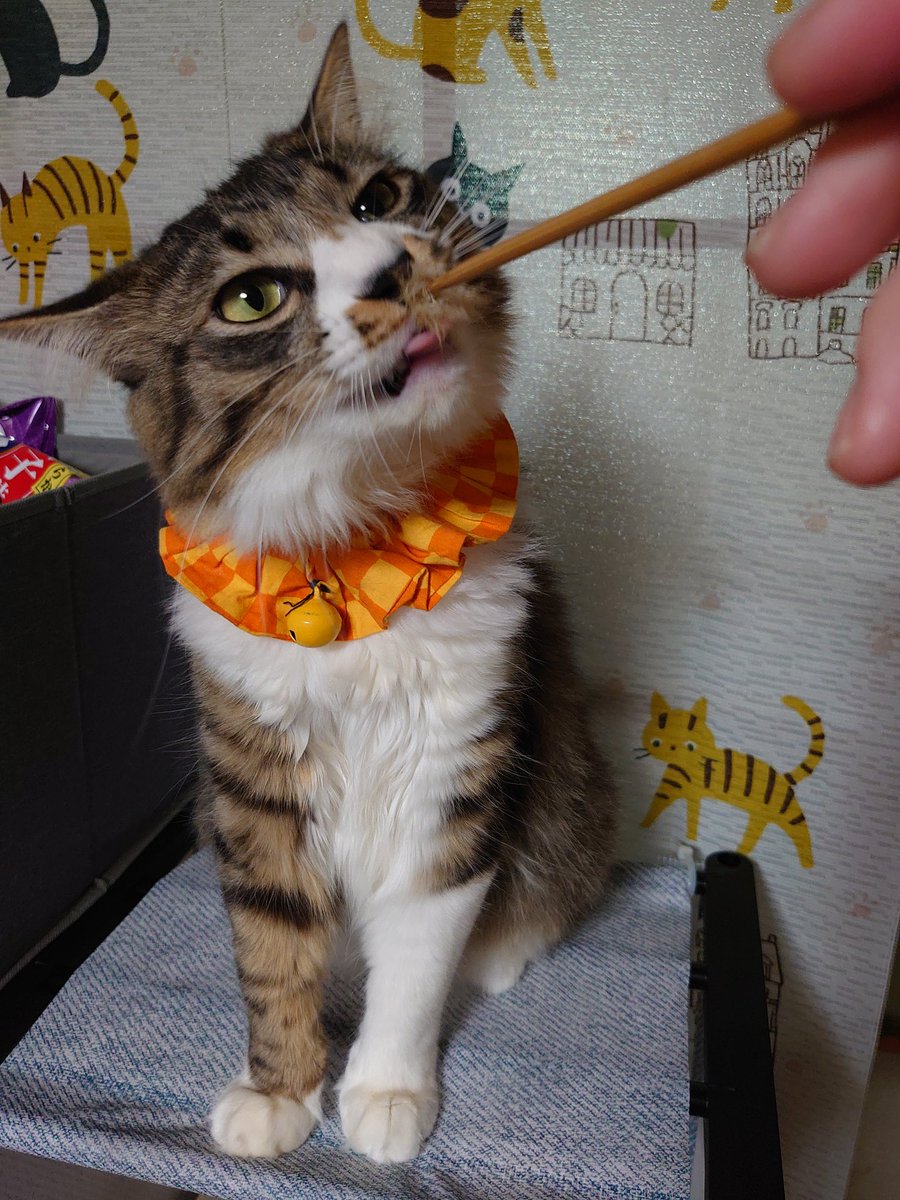 長毛種猫 Twitter Search