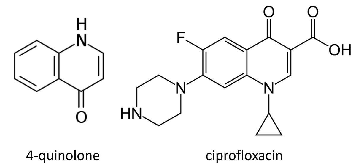 2/13Nearly all quinolone antibiotics used are fluoroquinolones—a fluorine atom attached to a bicyclic core structure related to 4-quinolone. http://pubmed.ncbi.nlm.nih.gov/2679364/&nbsp;