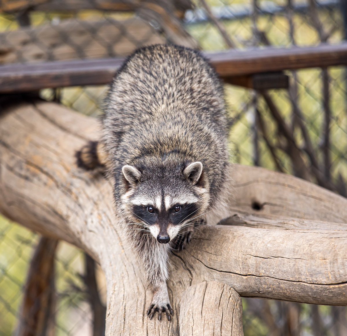 Our mischevious pranksters are always entertaining. Raccoons are intensely curious, and their hands are their primary sense organ.