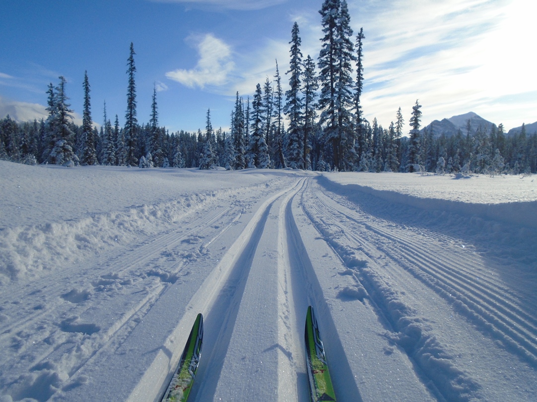 SkiHere's tweet photo. Conditions on the Pipestone trails were heavenly today. Winter wonderland atmosphere with snow-laden trees, sunshine, no wind, and new tracksetting on cold, blue-wax snow.  https://t.co/4hl0azhmNJ https://t.co/CmORuCyCVr