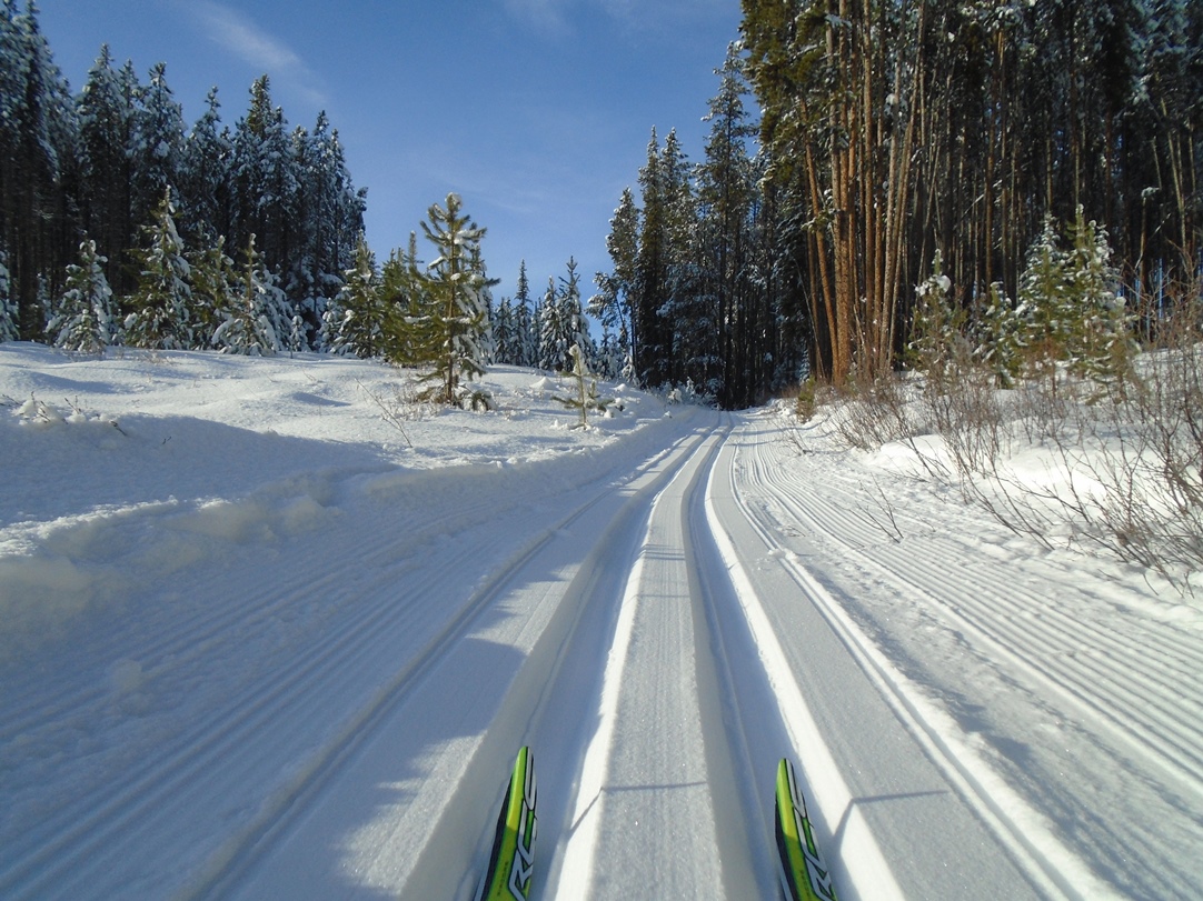 SkiHere's tweet photo. Conditions on the Pipestone trails were heavenly today. Winter wonderland atmosphere with snow-laden trees, sunshine, no wind, and new tracksetting on cold, blue-wax snow.  https://t.co/4hl0azhmNJ https://t.co/CmORuCyCVr
