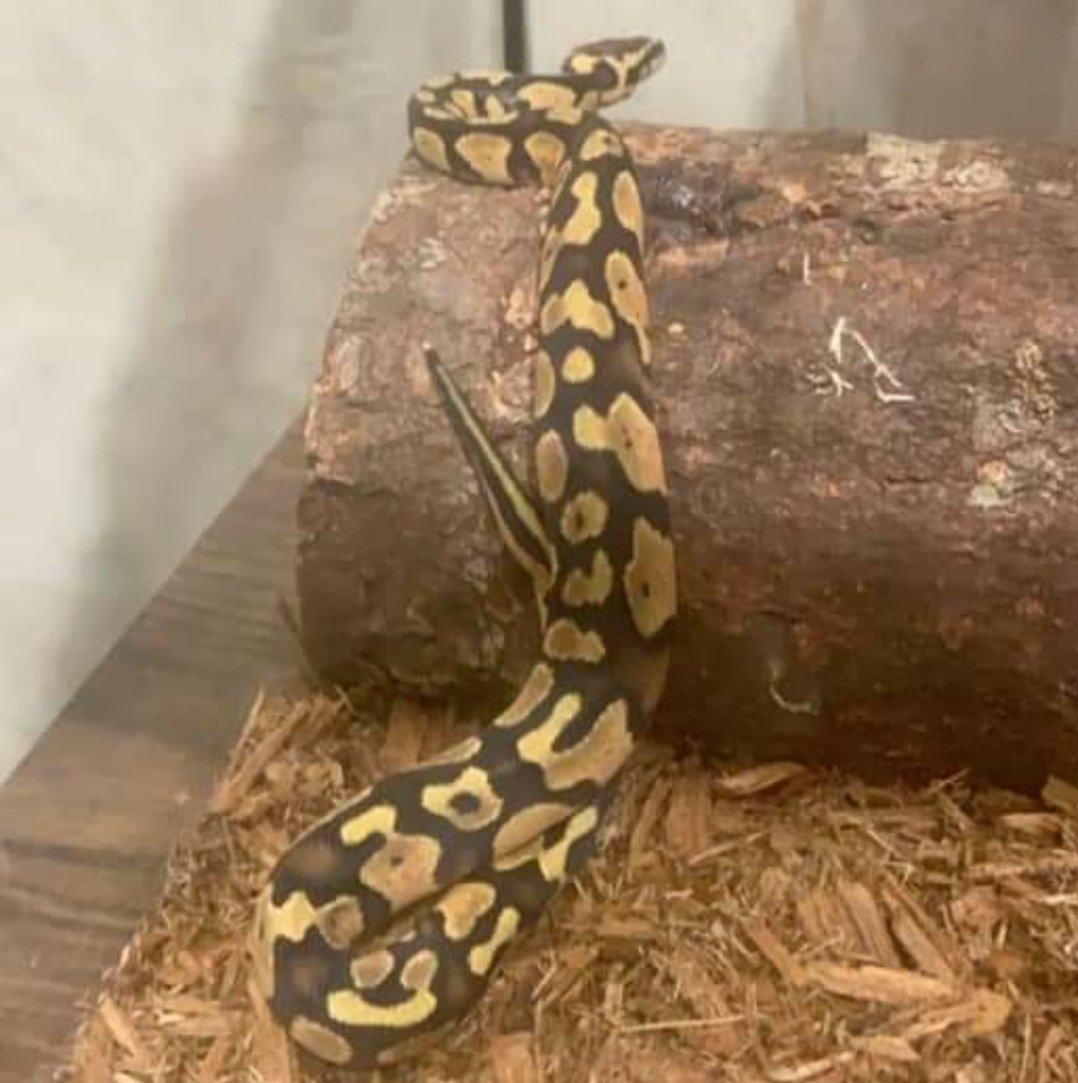 Serena_Pro's tweet image. Got my cousin a snake
#pastelballpython
Only 6 months So cute
Early Xmas gift from the family
He named him Kratos
Still dnt kno the sex of it tho he said he dnt care if its a girl the name stayin lmfao