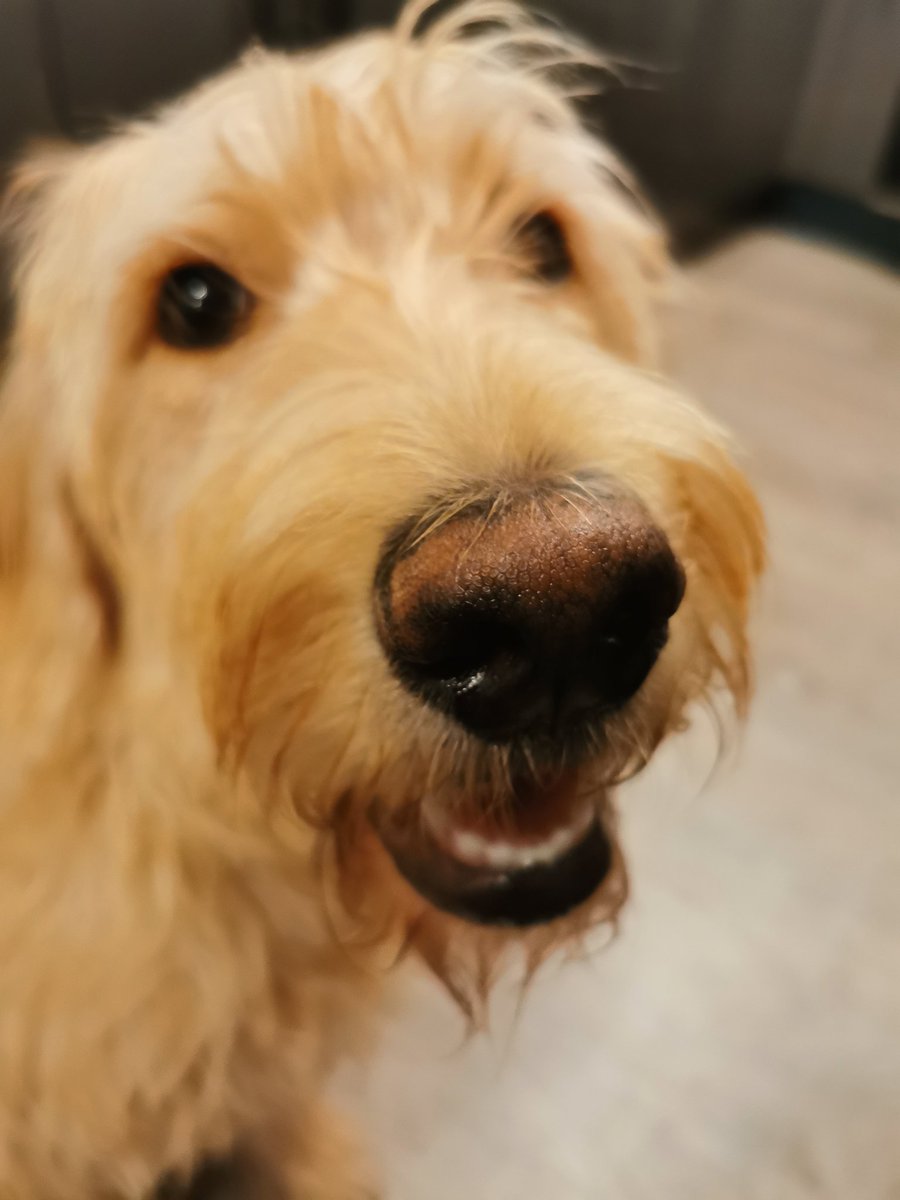 Giz a biscuit ya dobber.