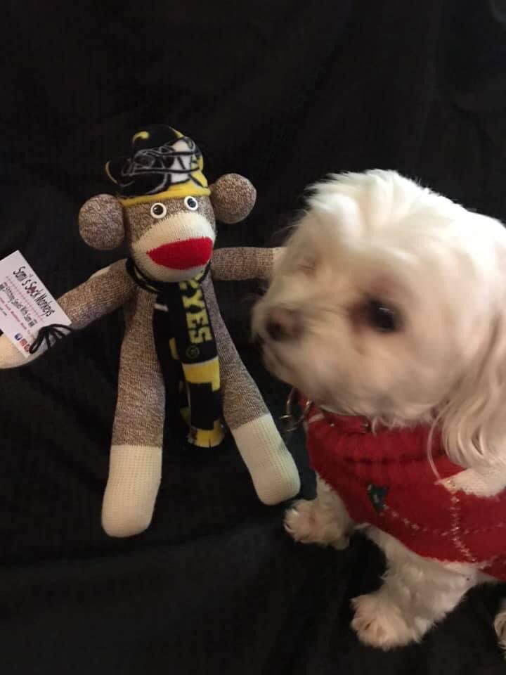 SamiSockMonkeys's tweet photo. Today’s #25daysofmonkeys features Sophie with her monkey photo shoot photo bomb. Very festive in her sweater though! Go Hawks! #stitchingsmileswithsami https://t.co/wMZX66lIc5