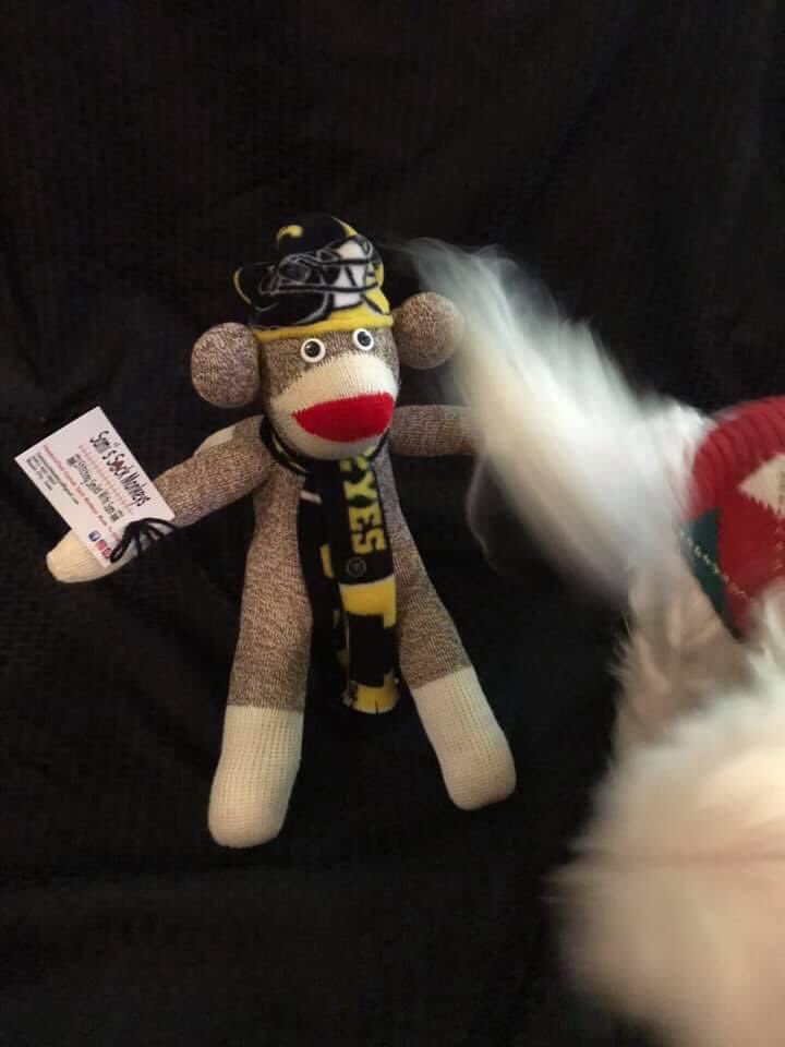 SamiSockMonkeys's tweet photo. Today’s #25daysofmonkeys features Sophie with her monkey photo shoot photo bomb. Very festive in her sweater though! Go Hawks! #stitchingsmileswithsami https://t.co/wMZX66lIc5