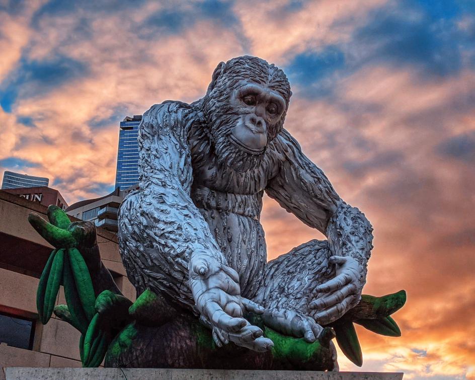 artscentremelb's tweet photo. We love seeing your photos of #DavidGreybeard!😍 Thanks to everyone sharing their amazing images of the special chimpanzee. Photo: RadClicks via Instagram. https://t.co/mvod9XKpB3