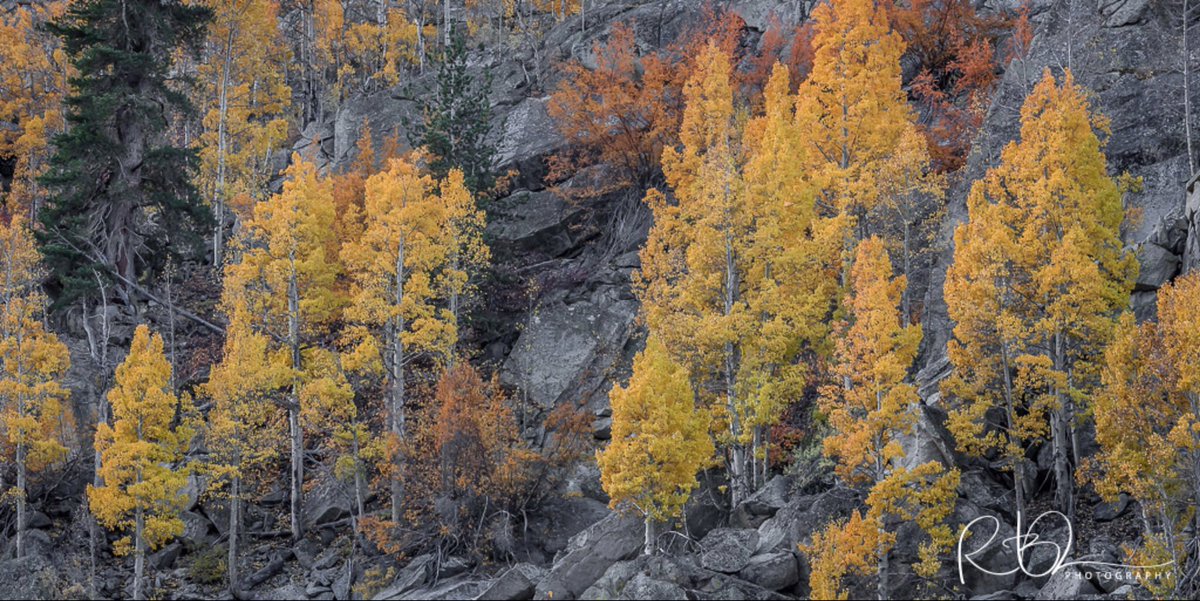 I’m not always a fan of Pantone’s colors of the year, but I LOVE these. They’re the colors I used in our living room (which I kind of gravitated to subconsciously), which I finally realized were inspired by my love of/obsession with aspen and granite. https://t.co/y06Dtogix0 https://t.co/M7oka2GDTW