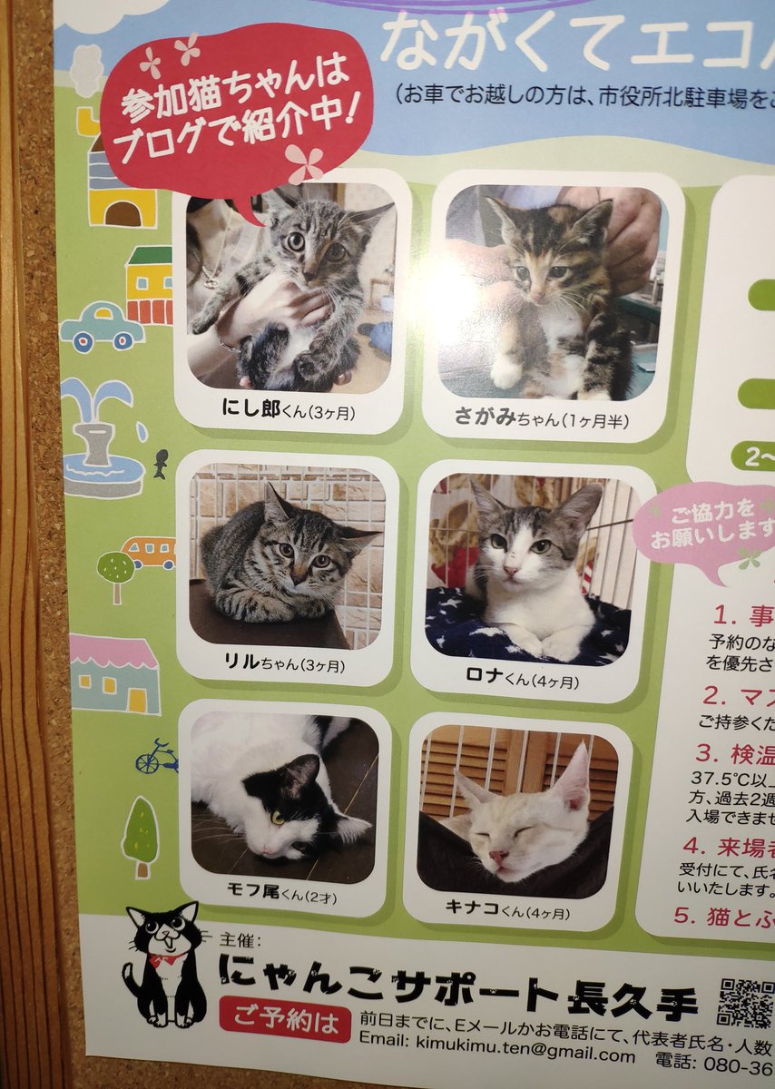 猫カフェなーご 愛知 長久手 15周年 On Twitter 告知 長久手市を中心に活動してます保護猫団体 にゃんこサポート長久手では里親募集の猫ちゃんがたくさん ずっとのお家を待ってます 各ボランティアスタッフさんの家にもいます お問い合わせは当店でも受付中