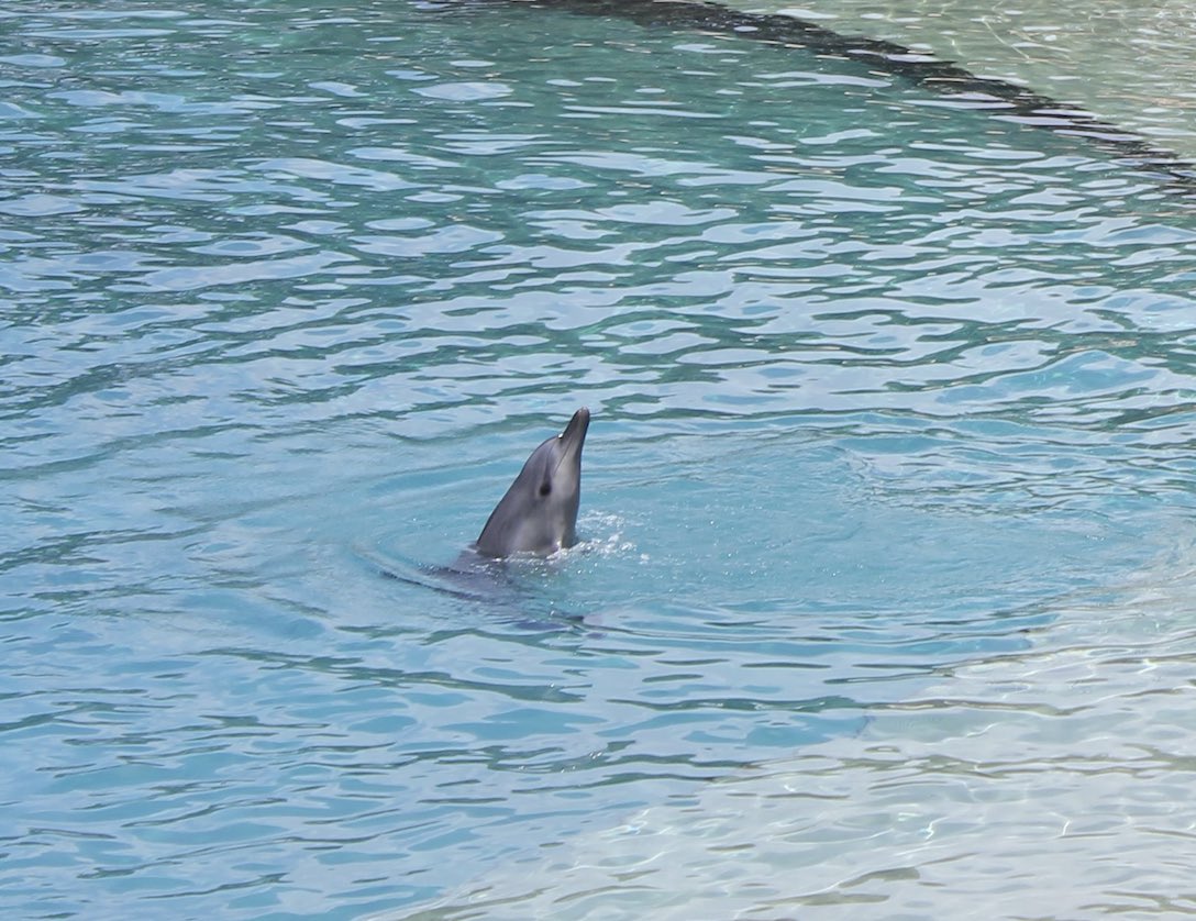 We have asked #BGHCapital to stop the unethical practice of using rescued dolphins for breeding, performance &amp; public interactions &amp; pledge to end the breeding of #dolphins in #Australia once and for all. 

advocatingwild.org/post/new-sea-w…
#seaworldaus <a href="/MoveTheWorldAU/">World Animal Protection ANZ</a> <a href="/WorldCetacean/">World Cetacean Alliance</a>