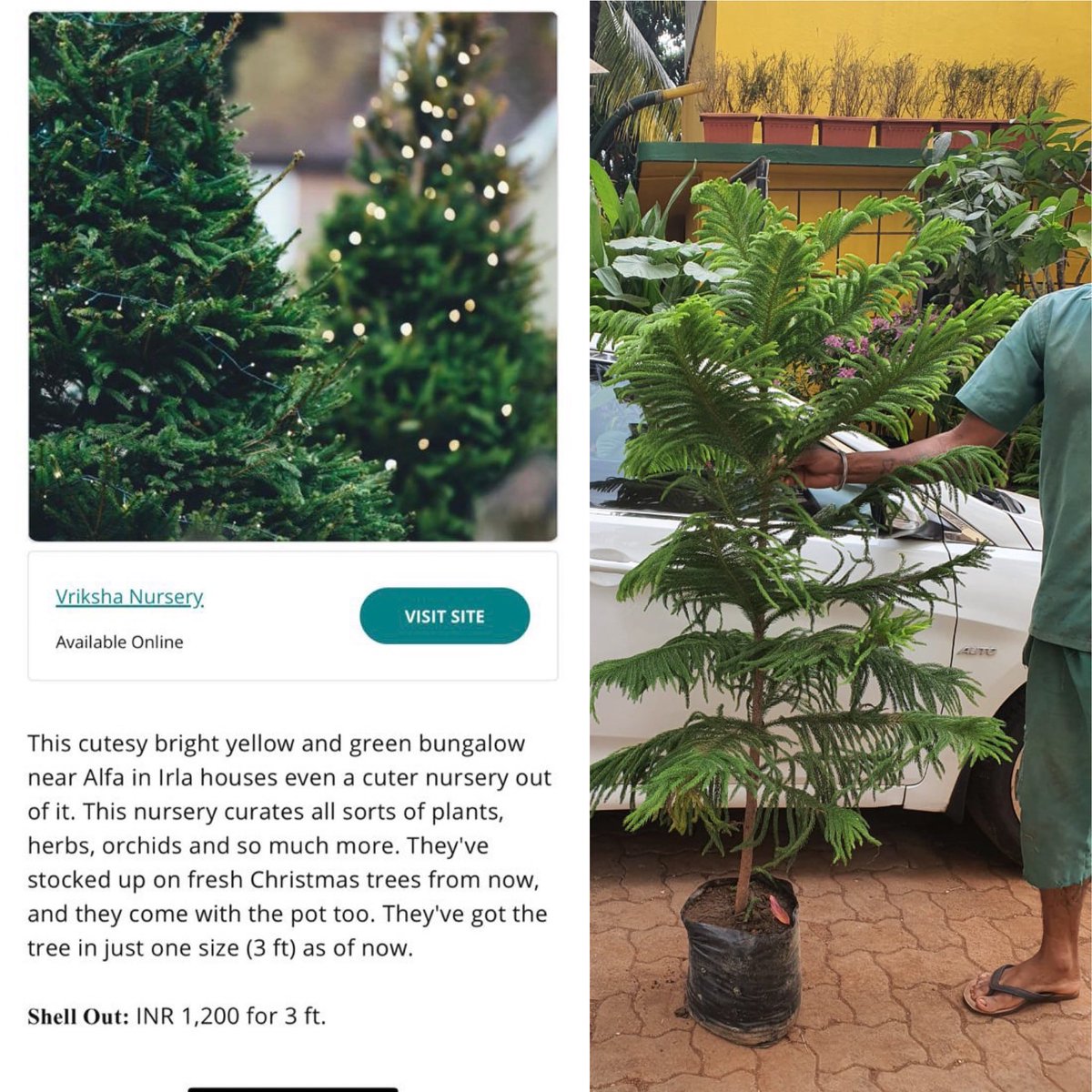 ashsatlin's tweet photo. #expectationsvsreality When you order for Christmas tree in Mumbai seeing the product details online as in the first picture -   “Bhaiya yeh Christmas Tree Dedoo and in reality they have the product in the second picture. 😟 https://t.co/Zp6cyk9h9l