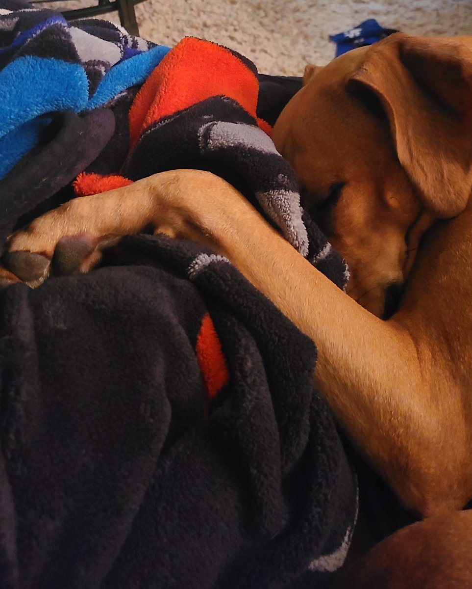 Jackson The Puppy Dog tweet media