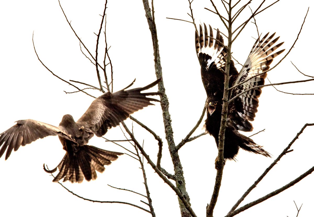 RobynAnsellArt's tweet photo. Superb interaction in the garden between a long-crested eagle and a yellow-billed kite! 🤩 #longcrestedeagle #raptors #ybk
 #birdsofprey #birding #birdsofprey #yellowbilledkite #raptorinteraction #birdinginmygarden #lovemygarden #birdlifesouthafrica #KZNbirds #bop https://t.co/7rjRmMeWnu