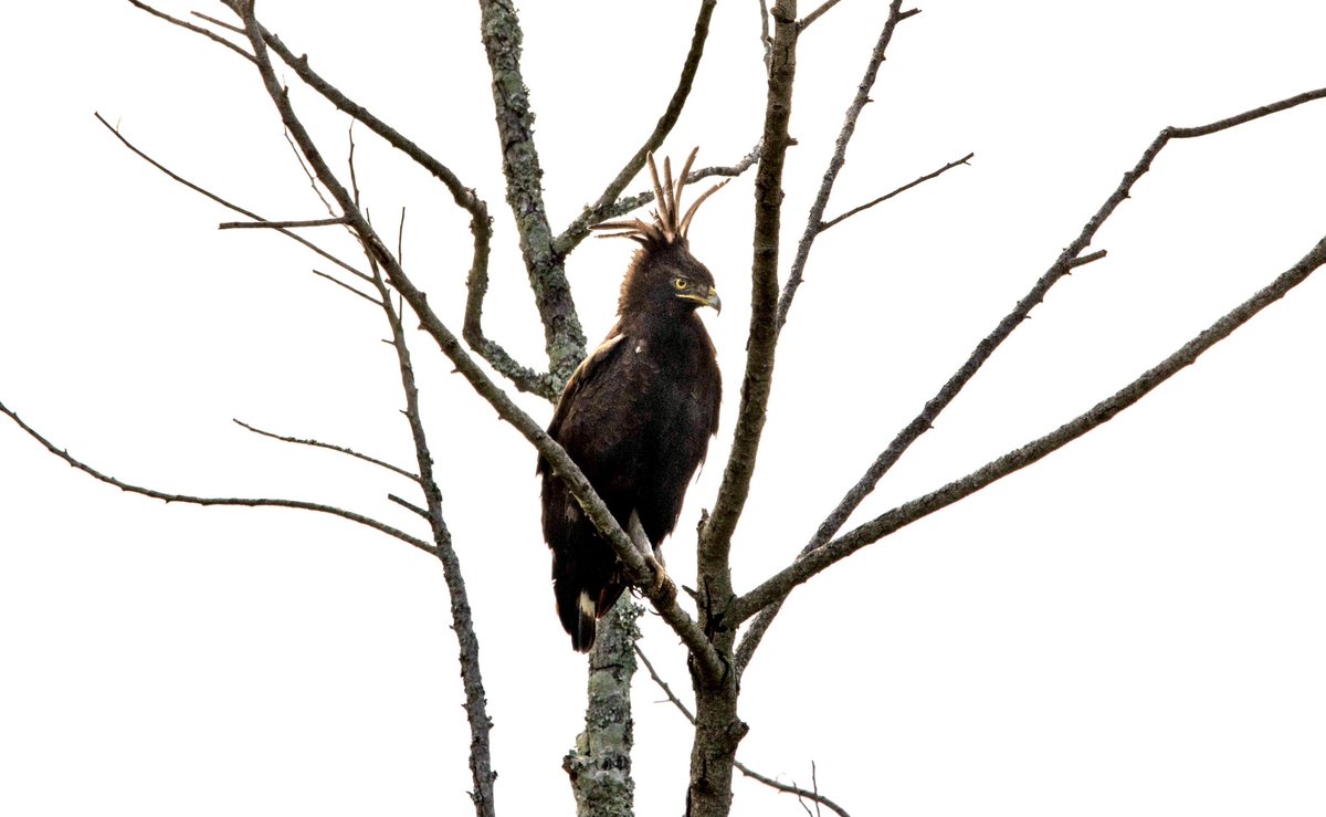 RobynAnsellArt's tweet photo. Superb interaction in the garden between a long-crested eagle and a yellow-billed kite! 🤩 #longcrestedeagle #raptors #ybk
 #birdsofprey #birding #birdsofprey #yellowbilledkite #raptorinteraction #birdinginmygarden #lovemygarden #birdlifesouthafrica #KZNbirds #bop https://t.co/7rjRmMeWnu
