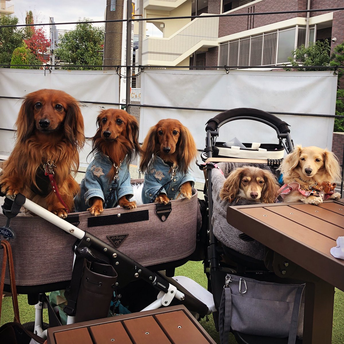 Cimolo q Grill 今日のわんこさん チーム カニンヘンのかわいこちゃん達がご来店 みんな仲良しのいい子ちゃんなわんこさんでした Cimolo チモロ Yokohama 横浜 ハンバーガー 犬 わんこ テラス 根岸 森林公園 T Co Corragv78l