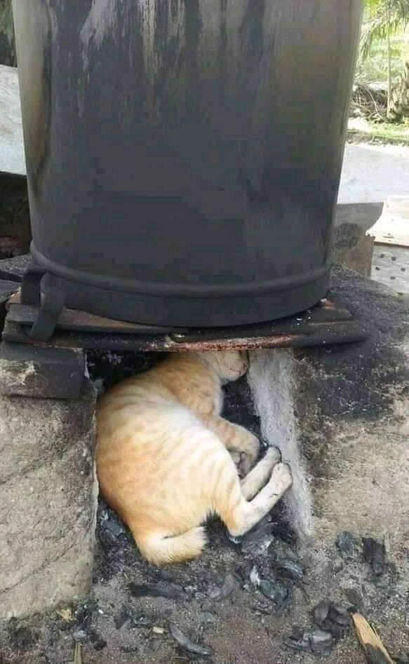 これがリアルかま猫？暖かいからってそこで寝てしまうと当然こうなるｗｗ