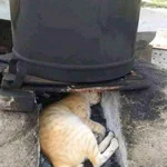 これがリアルかま猫？暖かいからってそこで寝てしまうと当然こうなるw