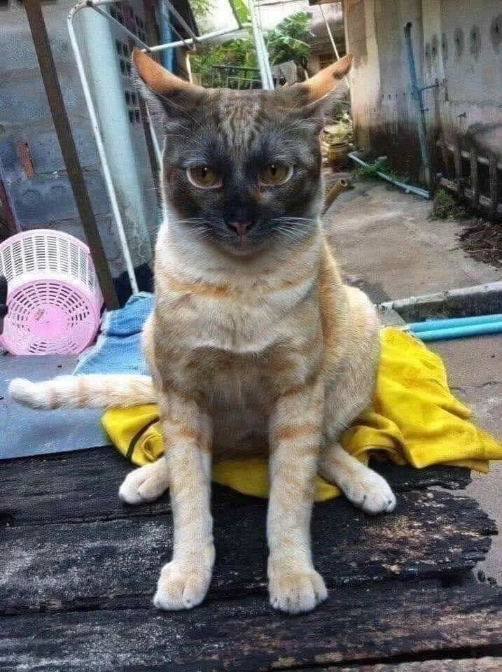 これがリアルかま猫？暖かいからってそこで寝てしまうと当然こうなるｗｗ