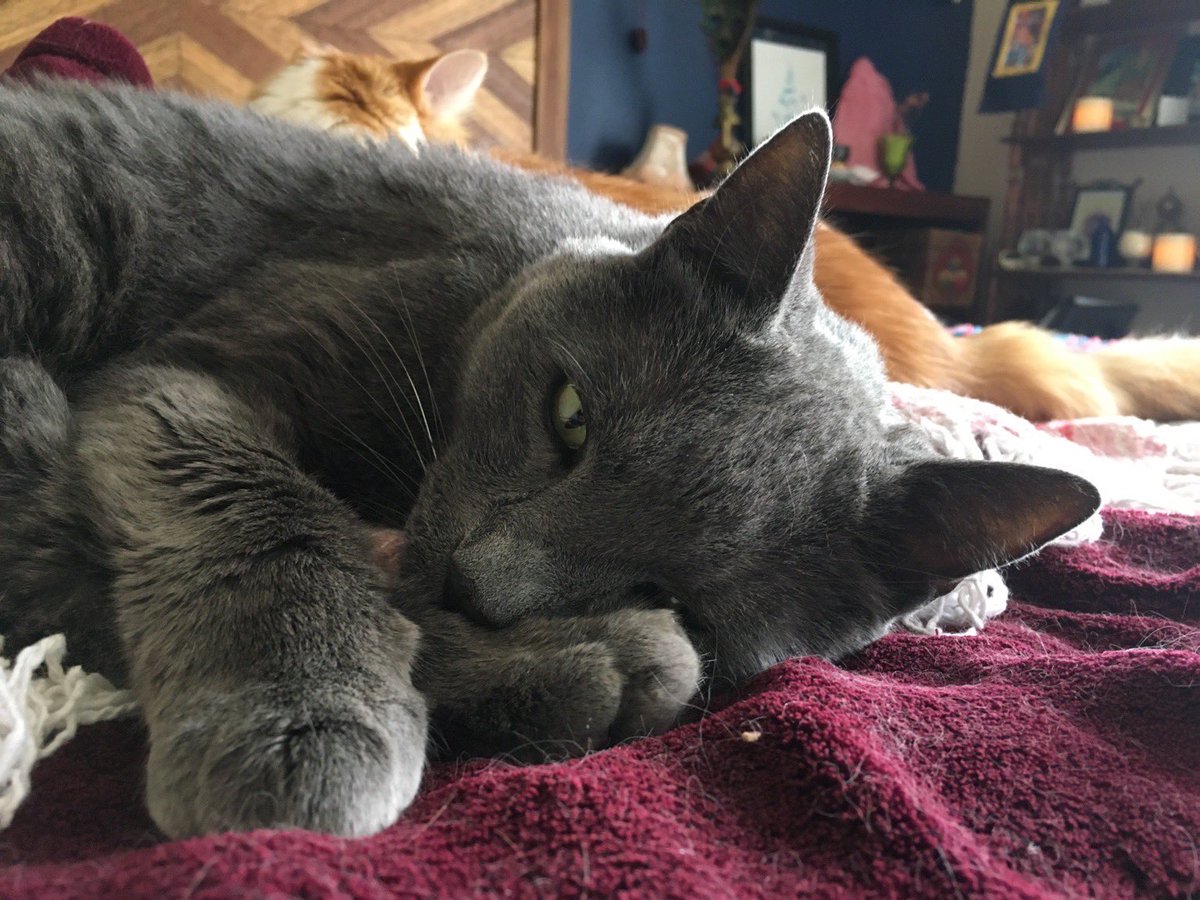 GusAshe's tweet photo. Napping buddies #frenemies #sleepingwithoneeyeopen #exhausted #velvety #cuddles https://t.co/WzEGqG6Eld