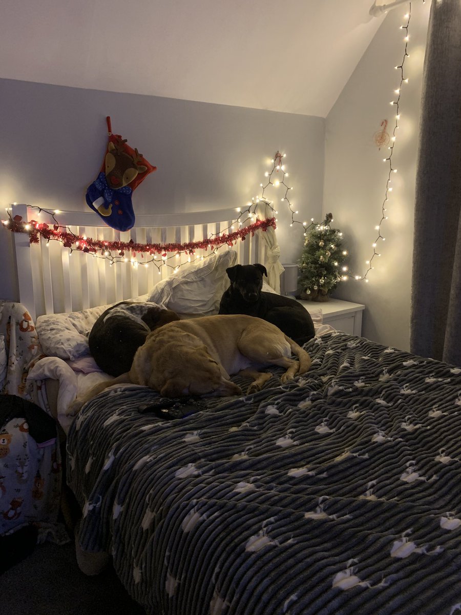 Phoe_2's tweet photo. @dog_feelings My 3 are asleep before movie night even starts https://t.co/LsdwAKEn4y