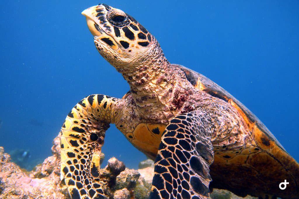 Malahini Kuda Bandos tweet media