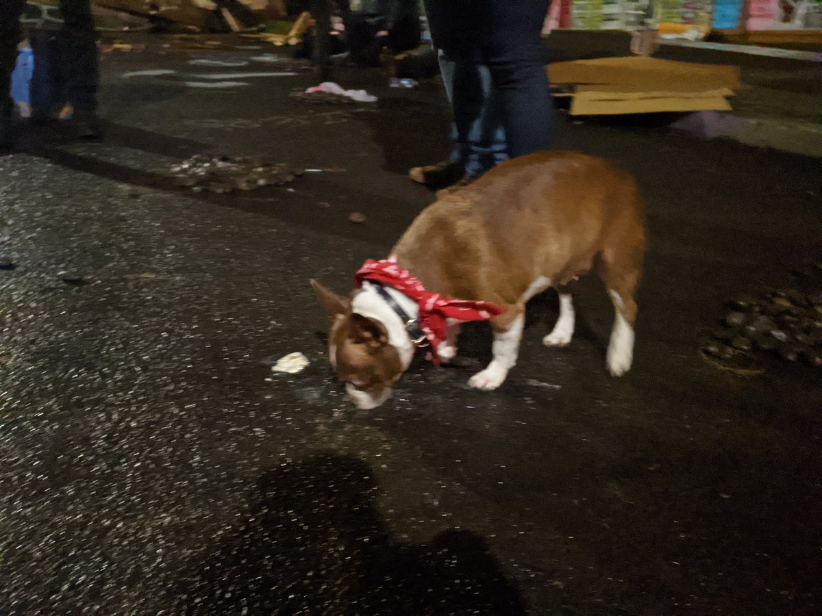 Breaking: there is a very small, very cute dog here