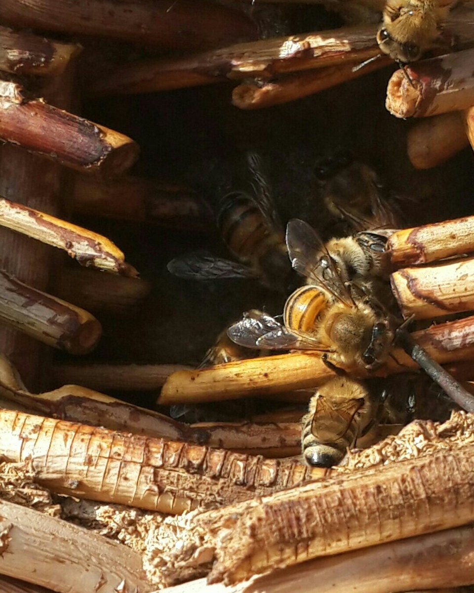 sarikovanbal's tweet photo. Çalışkan arılarınız.🐝🐝
#sağlıklıbeslenme #balşifadır #balpropolis #organikbeslenme #karakovanbalı #kayaball #petekbal #kovan #honey #bee #sizesağlıksunuyoruz #balşifadır #balpropolis #arisütü #arizehri #bal #natural #organikbeslenme #covid_19 #evdekal #balşifadır #arisütü https://t.co/xLIO5nPH09