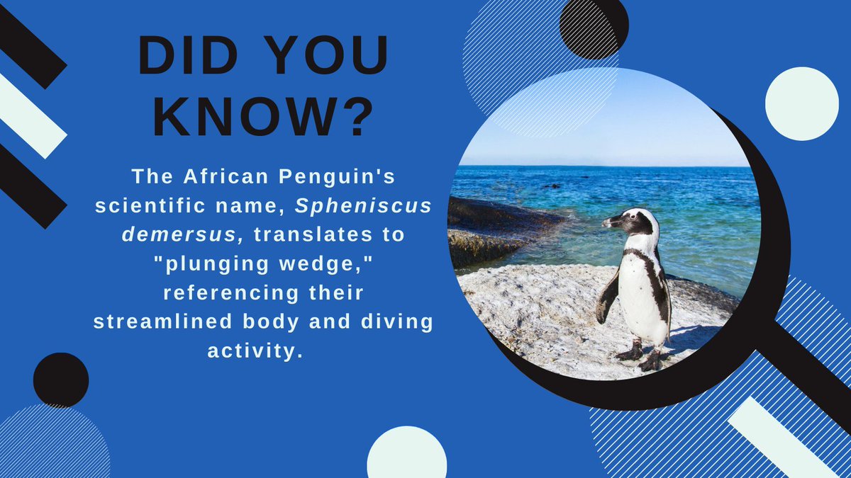 Fun fact Friday! 💙💭

Learn a bit more about our favourite waddlers 🐧#SaveTheAfricanPenguin