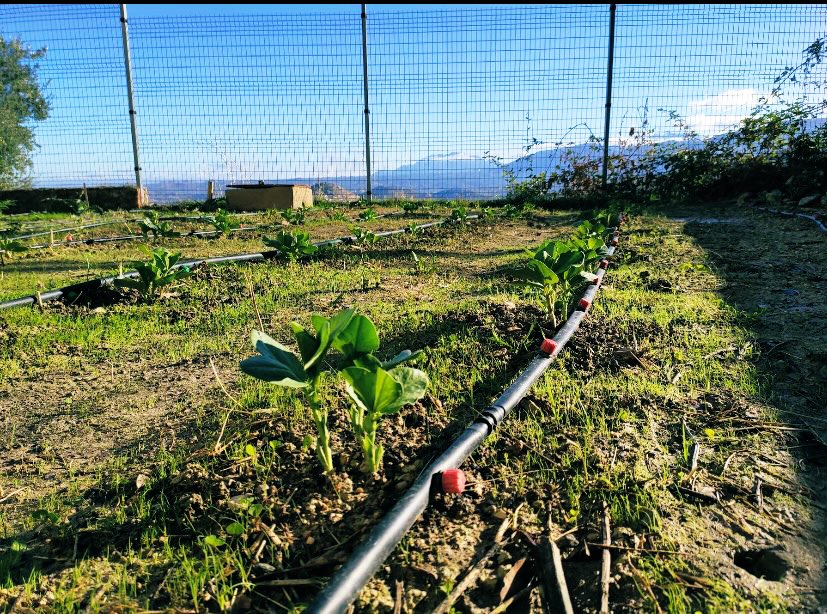 Por fin estamos viendo resultados a nuestro pequeño ecohuerto, y estamos muy ilusionados!!
Ver el avance del huerto desde octubre hasta ahora sorprende