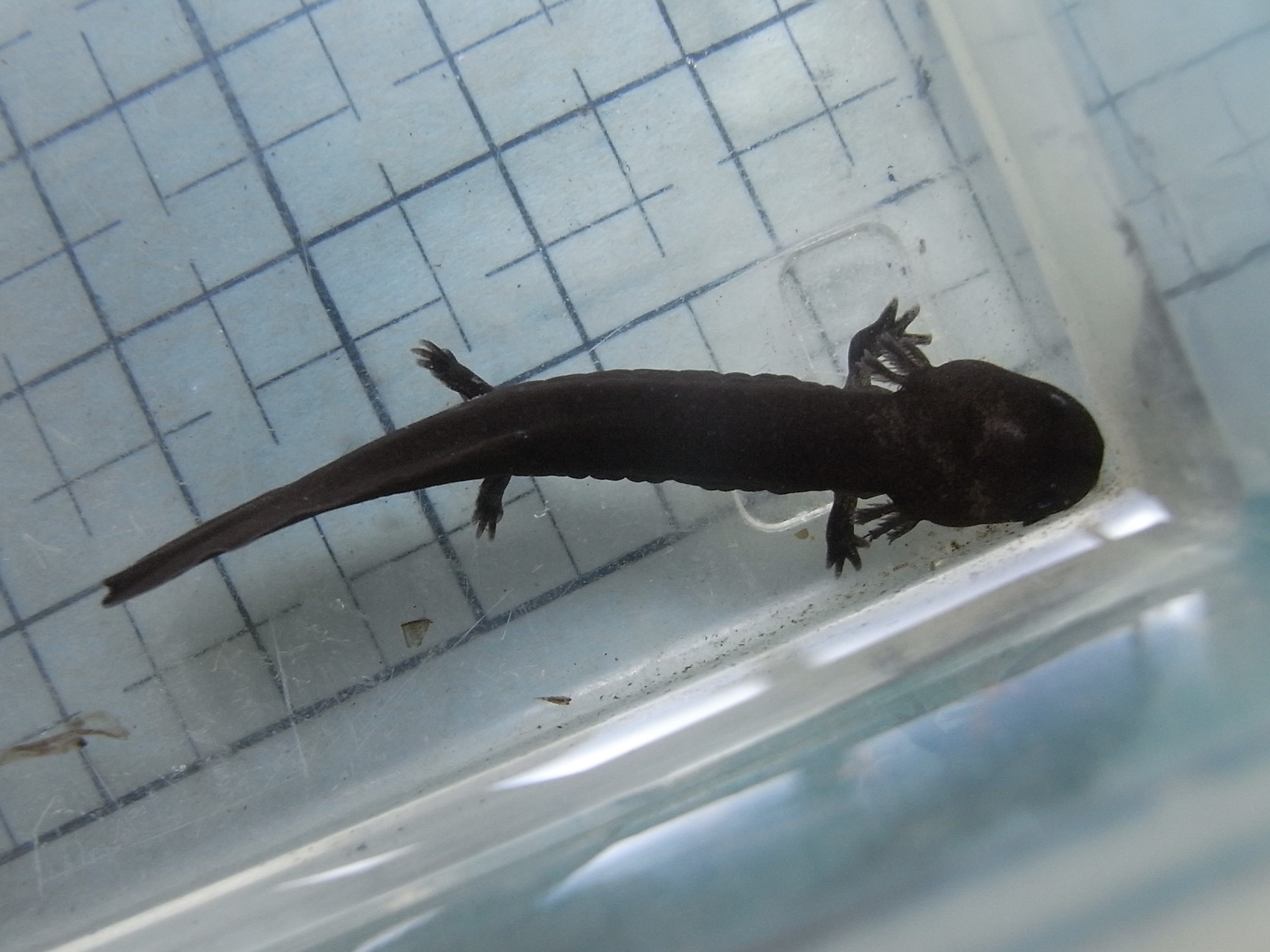 川上ダム 水資源機構 今回はオオサンショウウオの幼体を紹介します オオサンショウウオの雌は 夏から秋にかけ沢山の卵を産み 雄がそれを守ります 孵化した幼体は 黒くて外えらがあります 見た目はまさに黒いウーパールーパーですが 実は