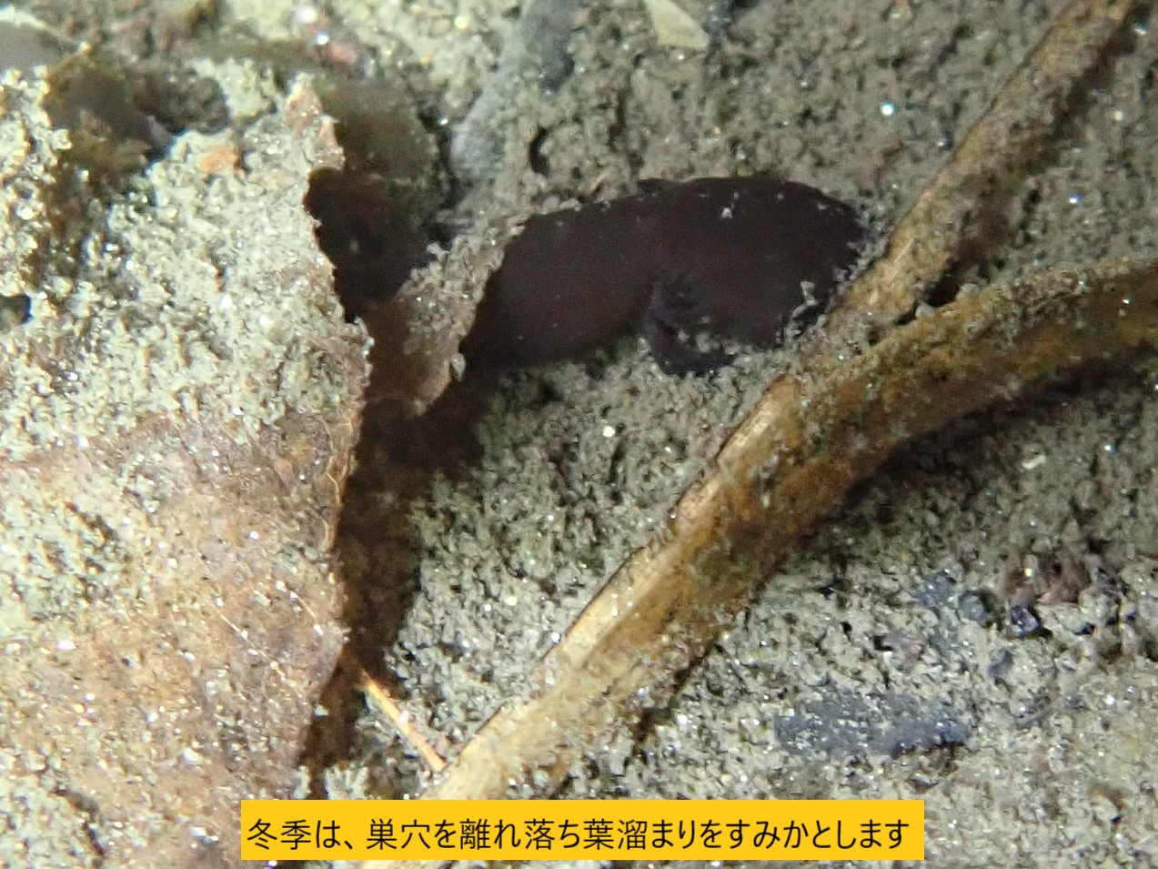 川上ダム 水資源機構 今回はオオサンショウウオの幼体を紹介します オオサンショウウオの雌は 夏から秋にかけ沢山の卵を産み 雄がそれを守ります 孵化した幼体は 黒くて外えらがあります 見た目はまさに黒いウーパールーパーですが 実は