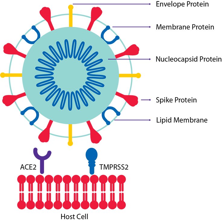 We can also explore more precise treatments now that we know a bit more about the disease. We know, for example, that SARS-CoV-2 infects cells by engaging its spike protein with a molecule called ACE2 that sits in the membrane of a target cell, then entering the cell.